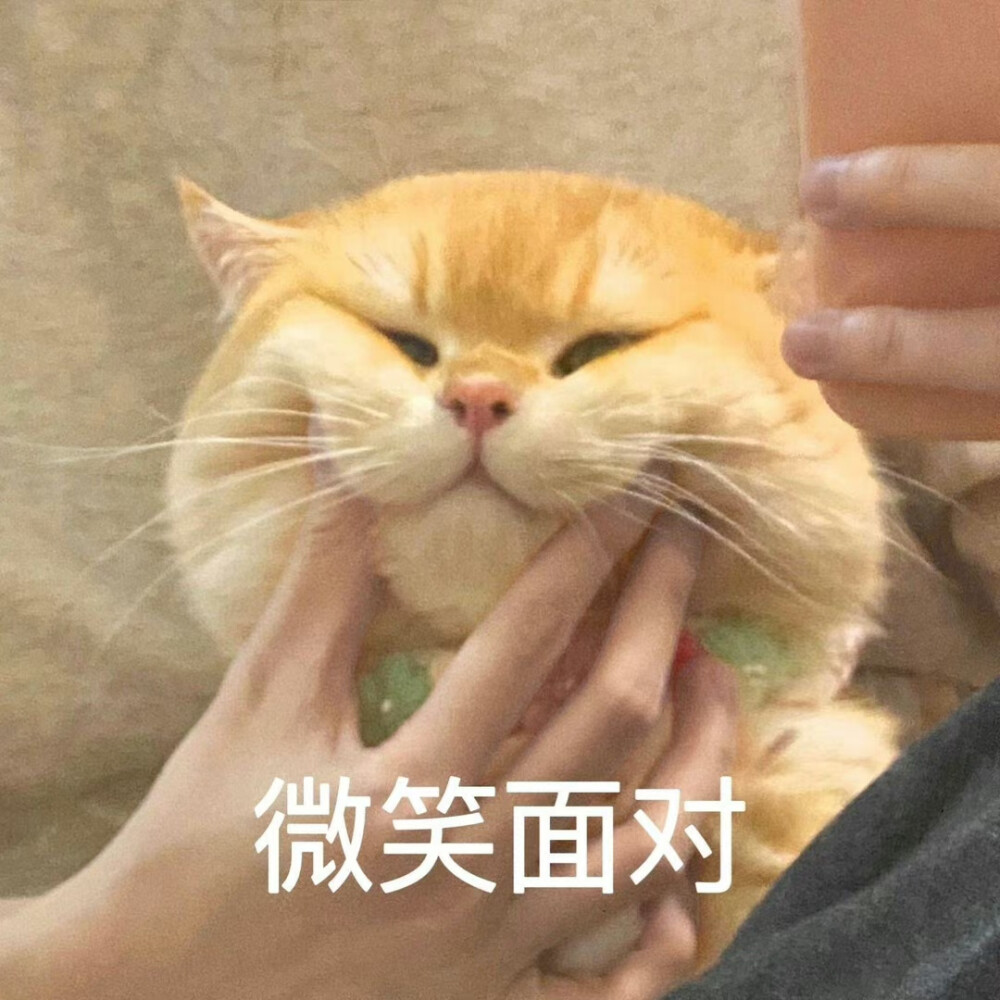 猫猫表情包