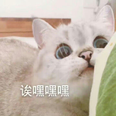 猫猫表情包