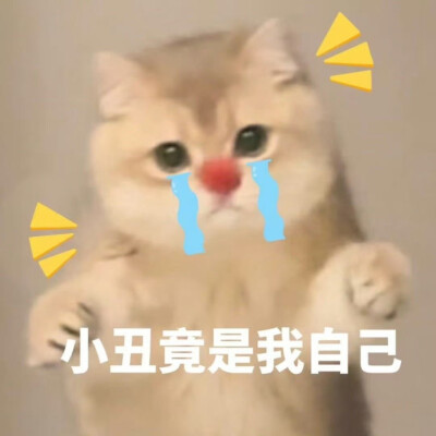 猫猫表情包