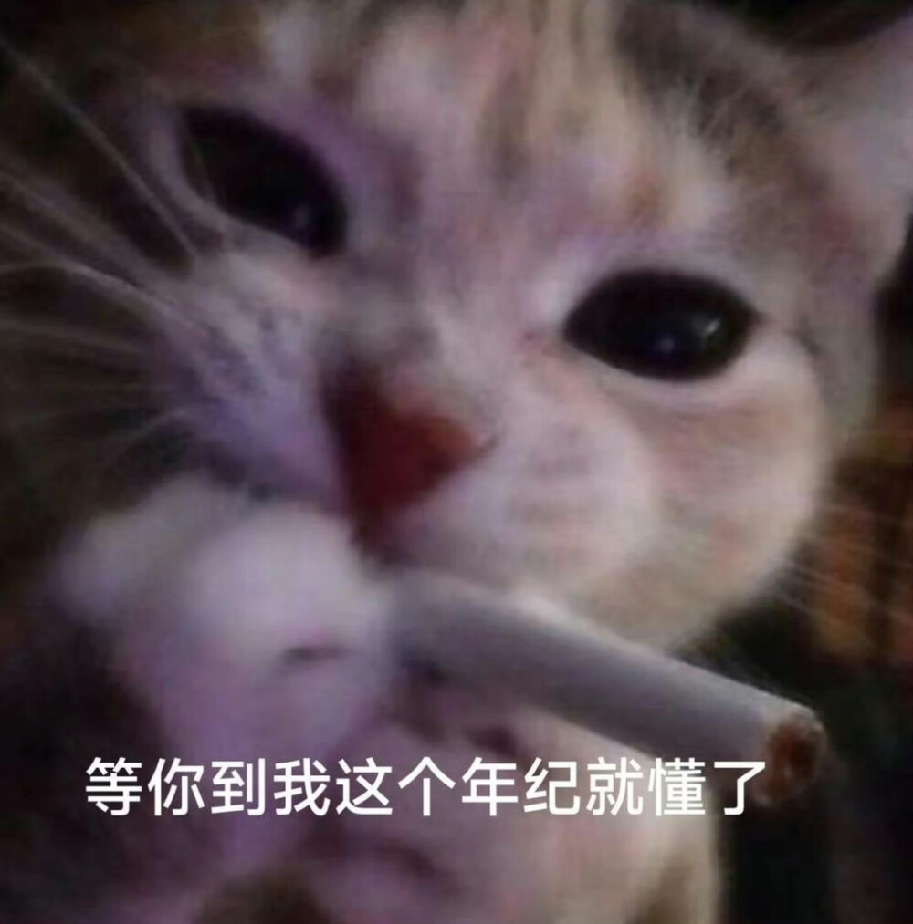 猫猫表情包