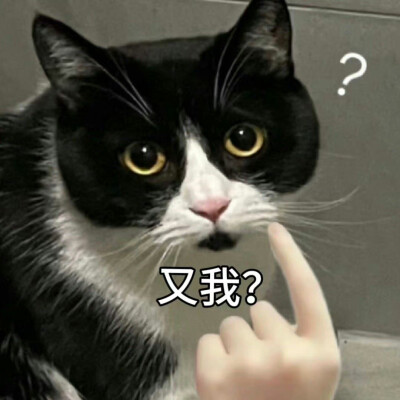 猫猫表情包