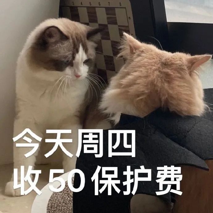 猫猫表情包