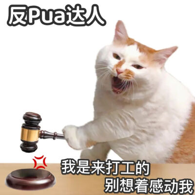 猫猫表情包