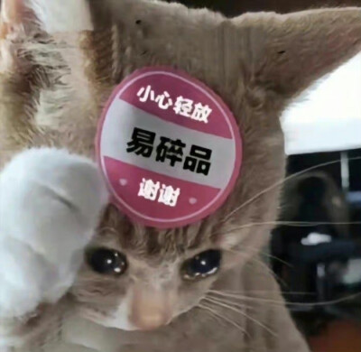 猫猫表情包