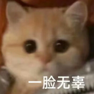 猫猫表情包