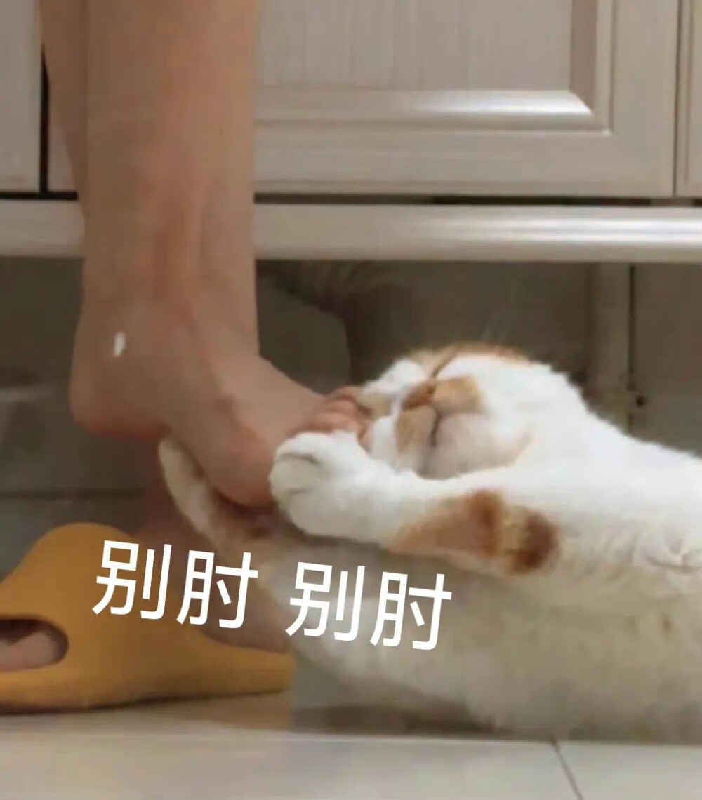 猫猫表情包