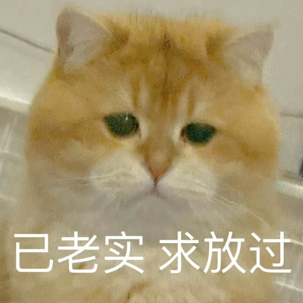 猫猫表情包