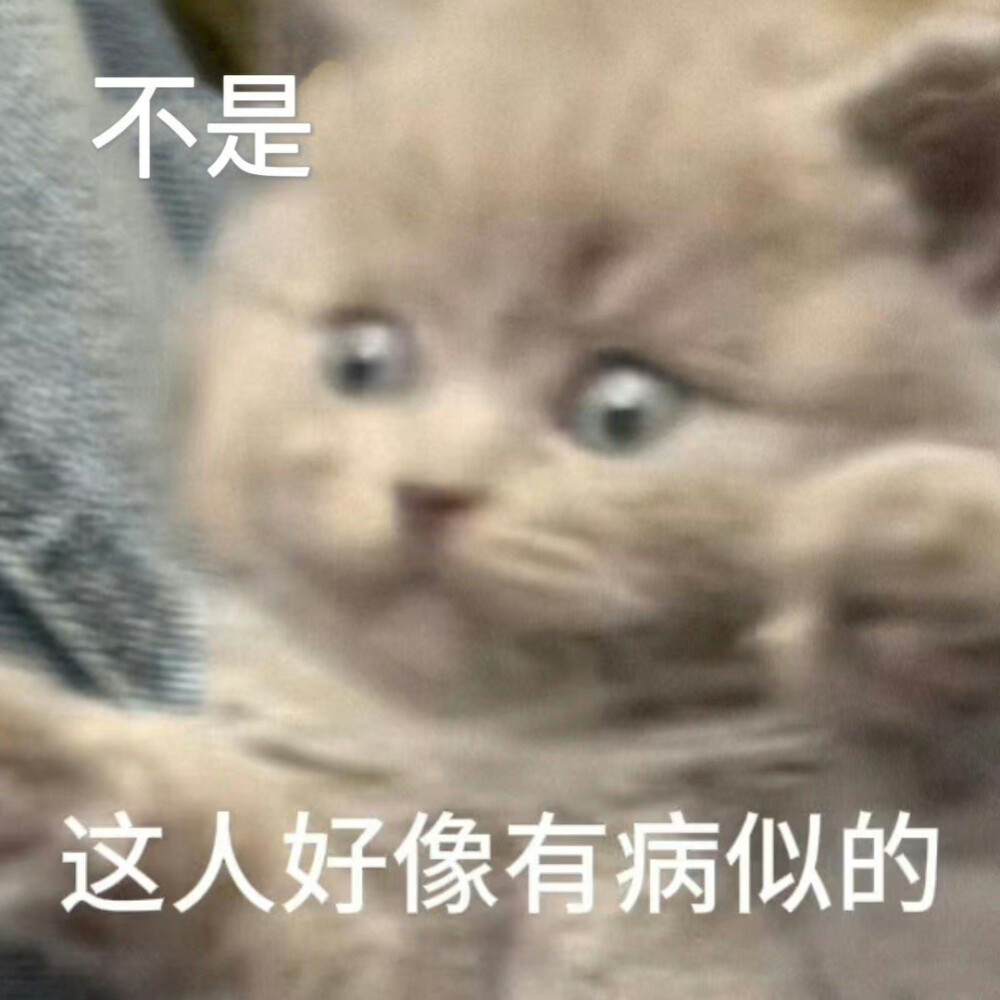 猫猫表情包