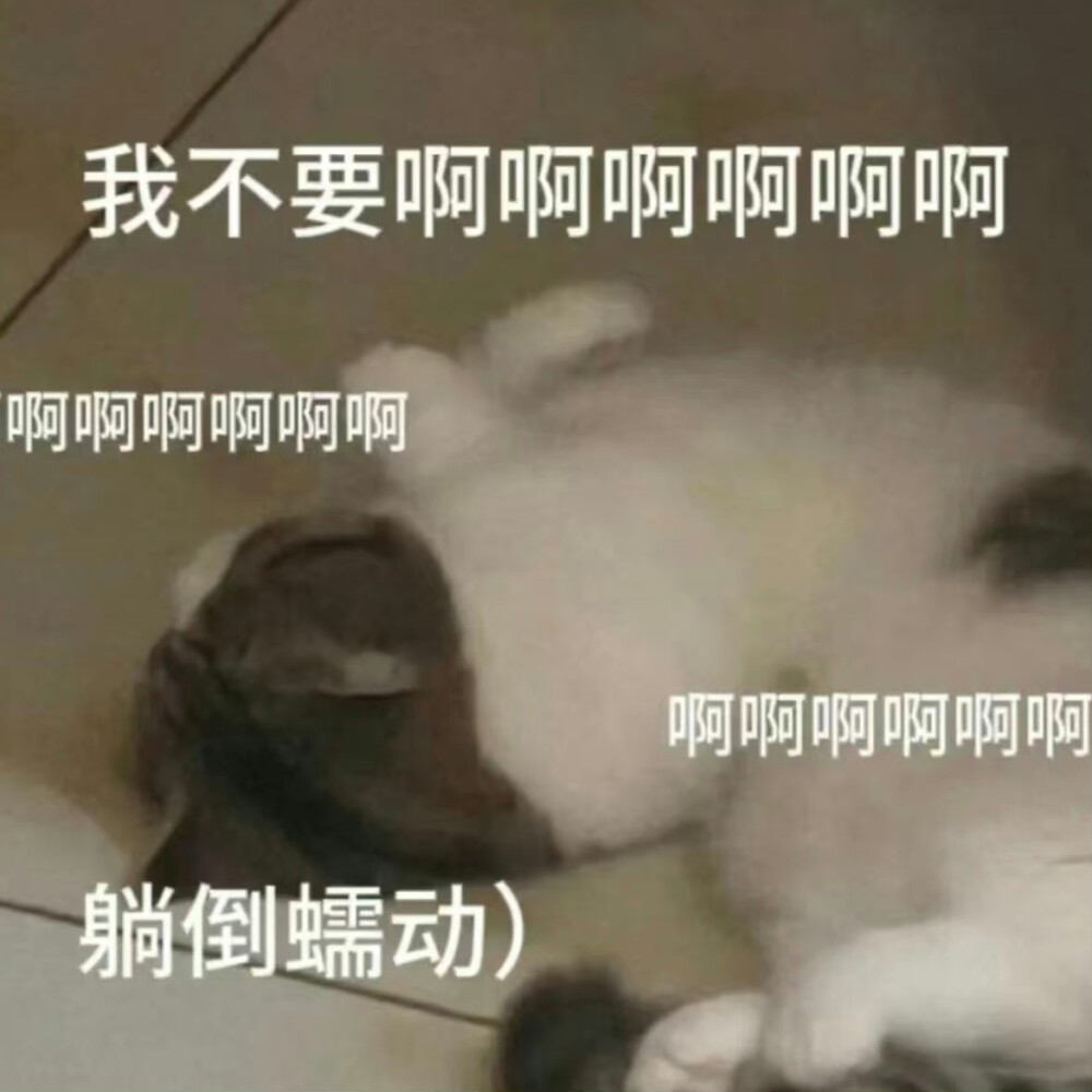 猫猫表情包