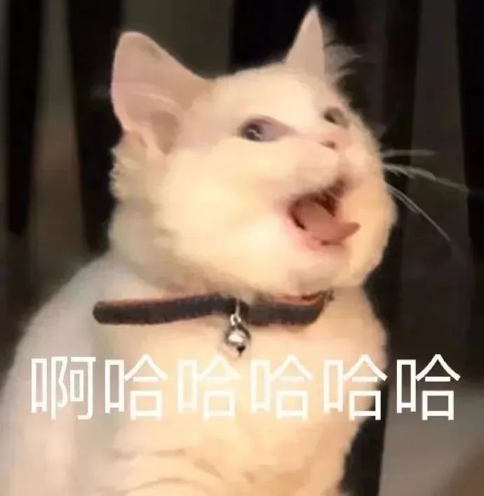 猫猫表情包