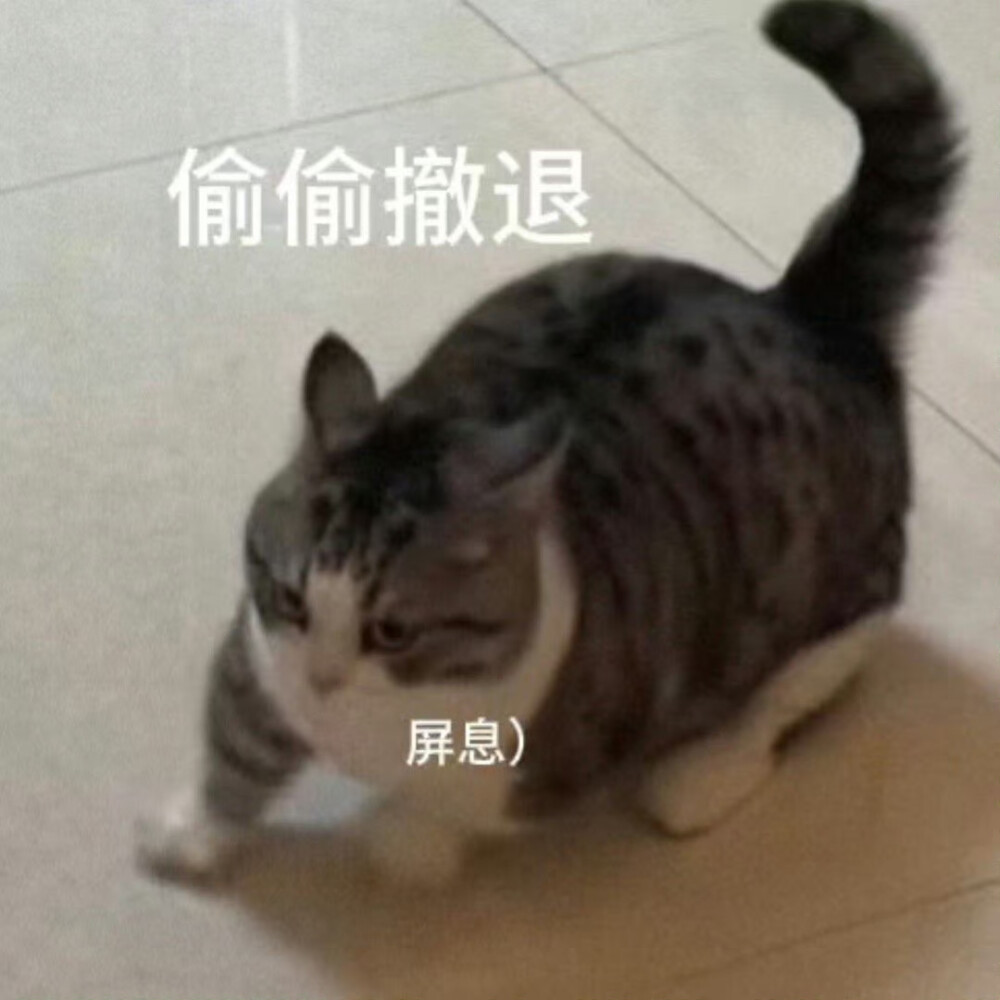 猫猫表情包