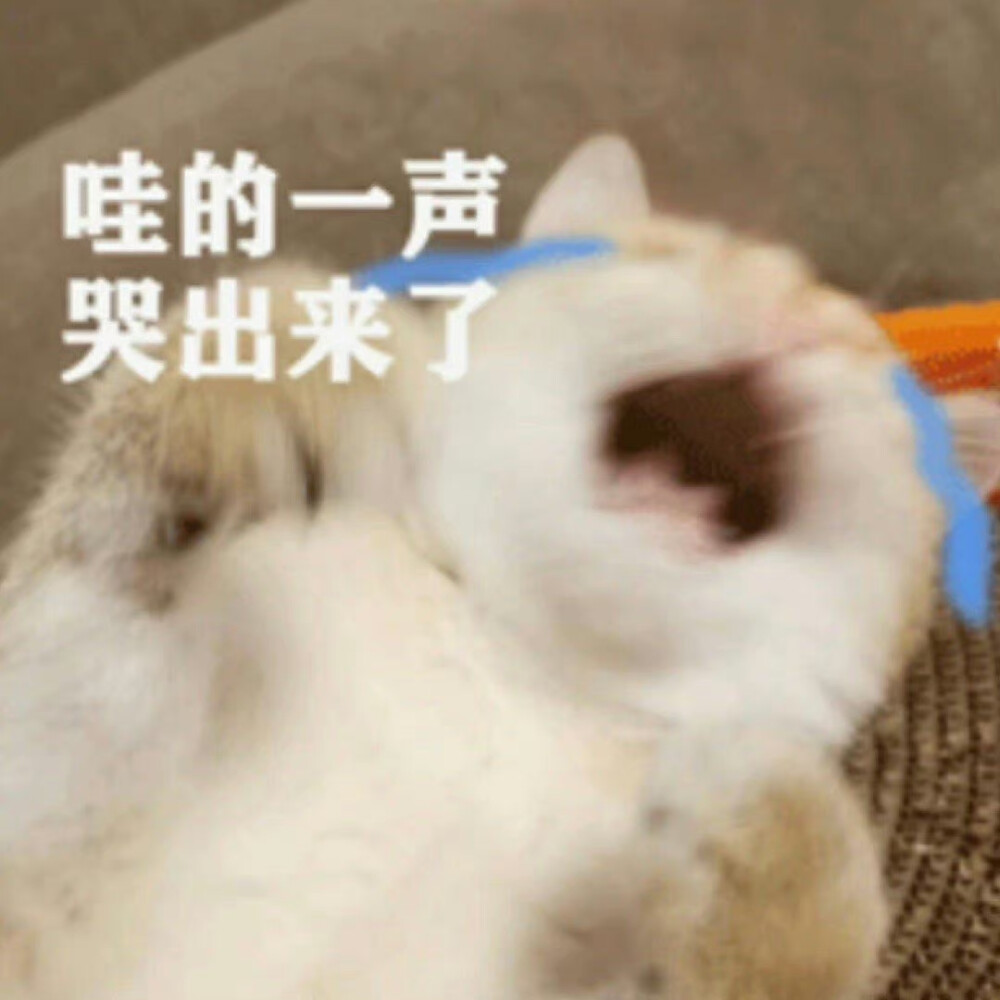 猫猫表情包