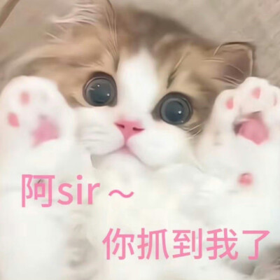 猫猫表情包