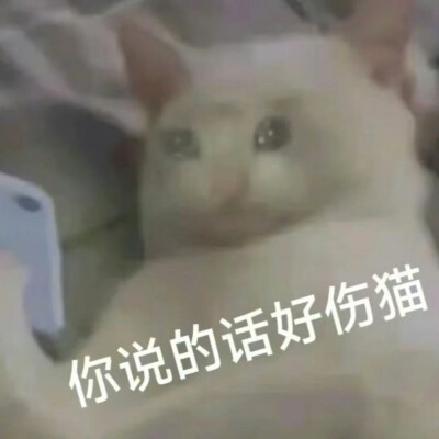 猫猫表情包