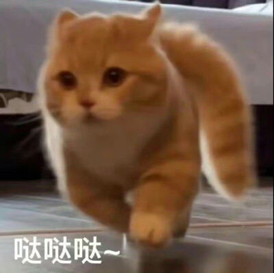 猫猫表情包