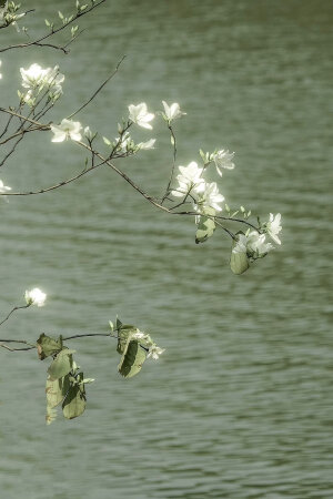 绿色系 花 壁纸 清新