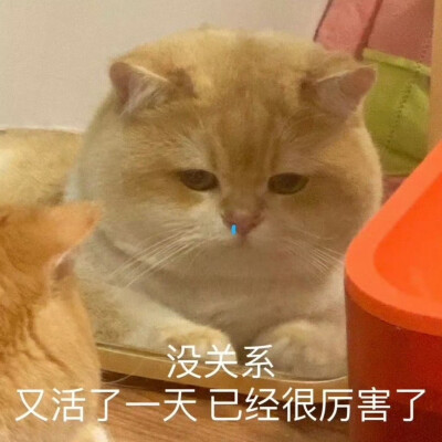 猫猫表情包