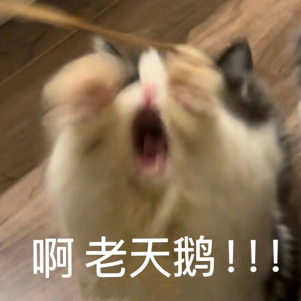 猫猫表情包