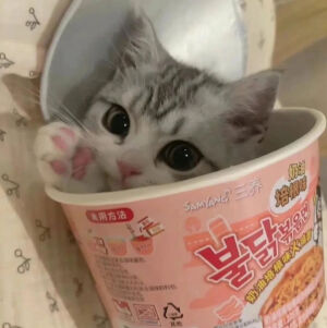 猫咪头像