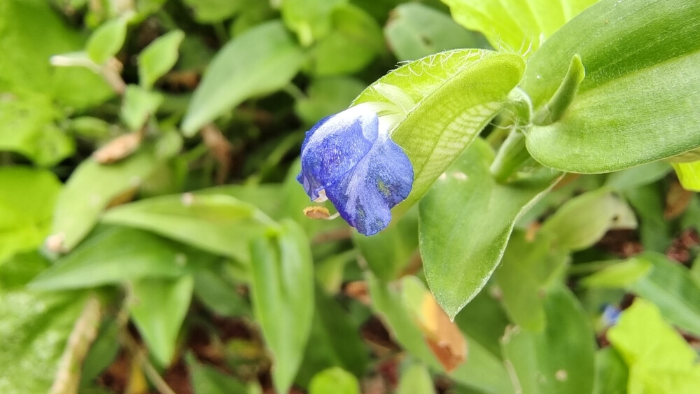 小花也可爱：“鸭跖草”欣赏