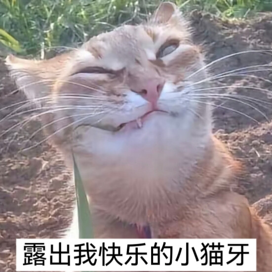 猫猫表情包