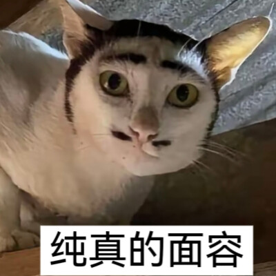 猫猫表情包