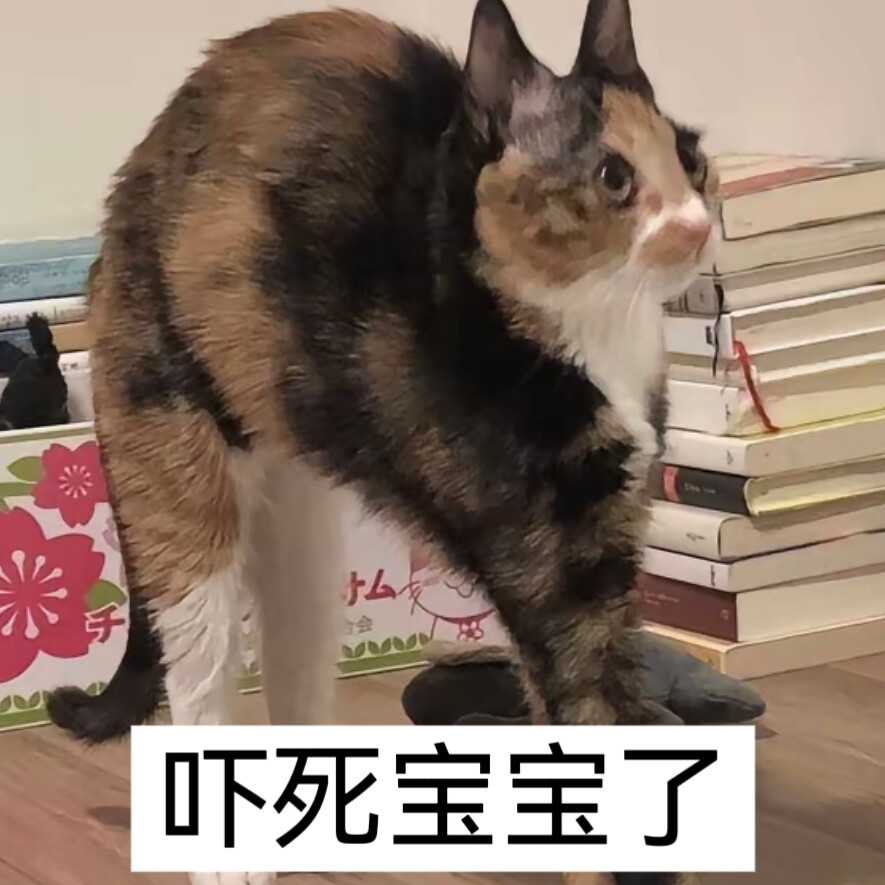 猫猫表情包