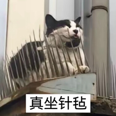 猫猫表情包