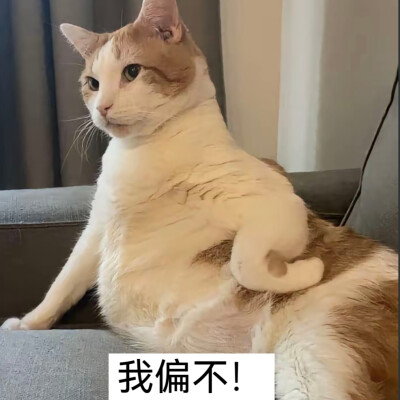 猫猫表情包