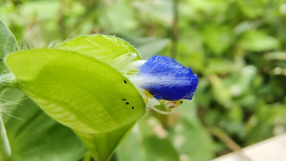 小花也可爱：“鸭跖草”欣赏