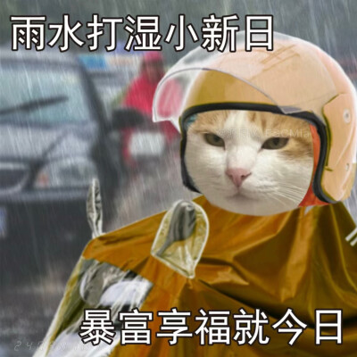 Share｜猫咪打工表情包
-
雨水打湿小哈啰 发誓不再做吗喽