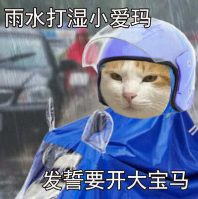 Share｜猫咪打工表情包
-
雨水打湿小哈啰 发誓不再做吗喽