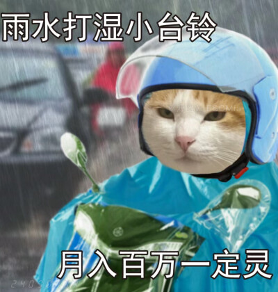 Share｜猫咪打工表情包
-
雨水打湿小哈啰 发誓不再做吗喽