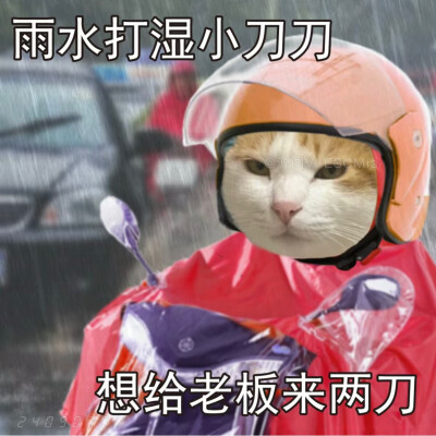 Share｜猫咪打工表情包
-
雨水打湿小哈啰 发誓不再做吗喽