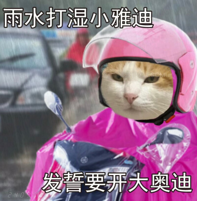 Share｜猫咪打工表情包
-
雨水打湿小哈啰 发誓不再做吗喽