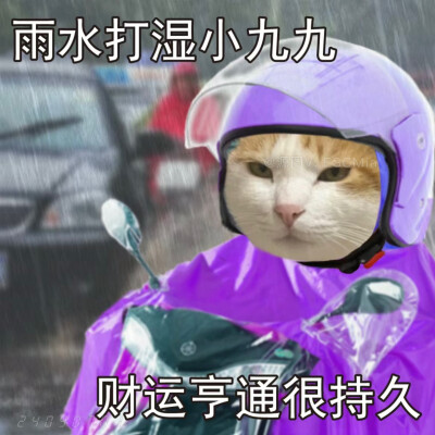 Share｜猫咪打工表情包
-
雨水打湿小哈啰 发誓不再做吗喽