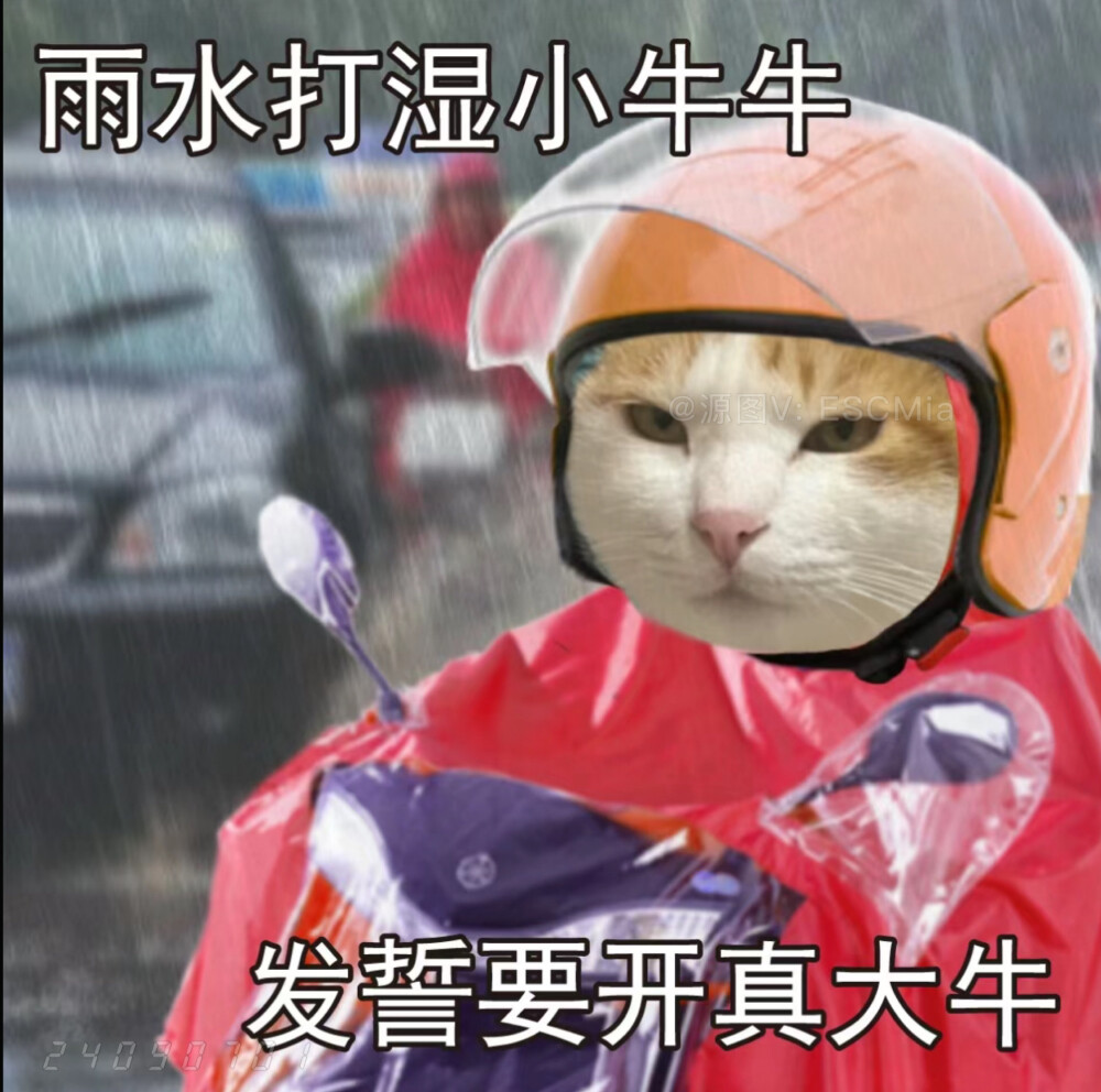 Share｜猫咪打工表情包
-
雨水打湿小哈啰 发誓不再做吗喽