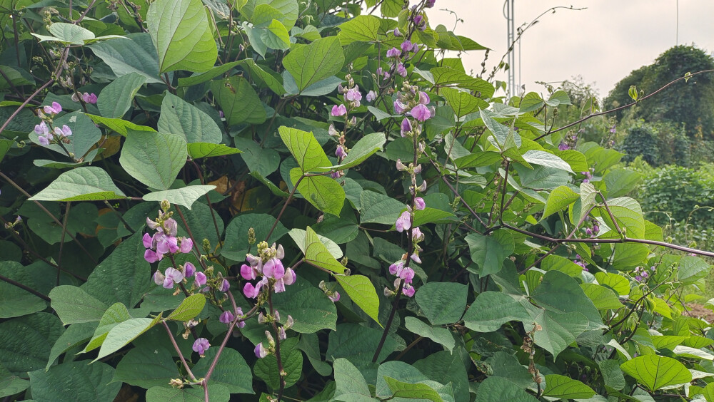 小花也可爱：扁豆花欣赏