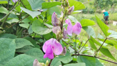 小花也可爱：扁豆花欣赏