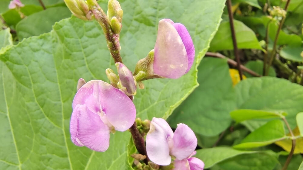 小花也可爱：扁豆花欣赏