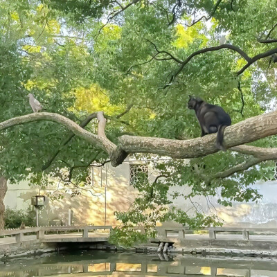 古风背景图