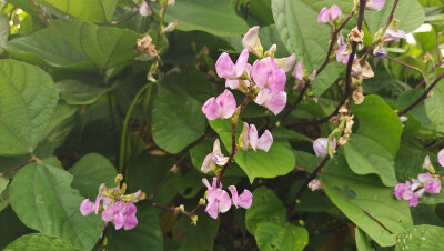 小花也可爱：扁豆花欣赏