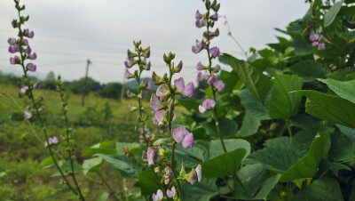 小花也可爱：扁豆花欣赏