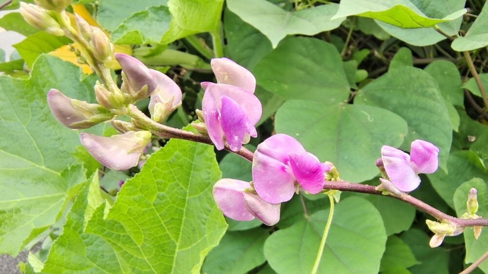 小花也可爱：扁豆花欣赏