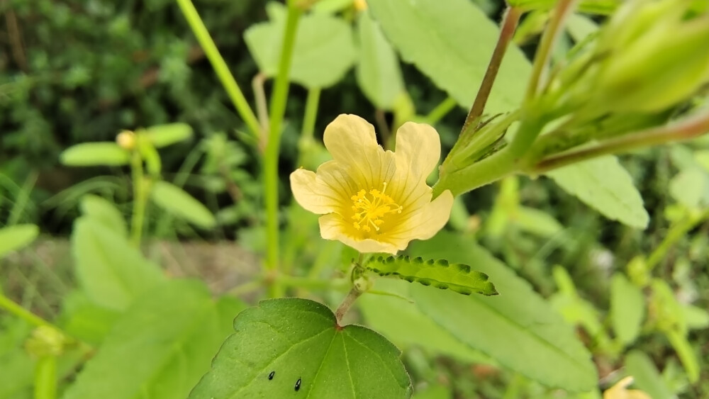 小花也可爱:"黄花棯"欣赏