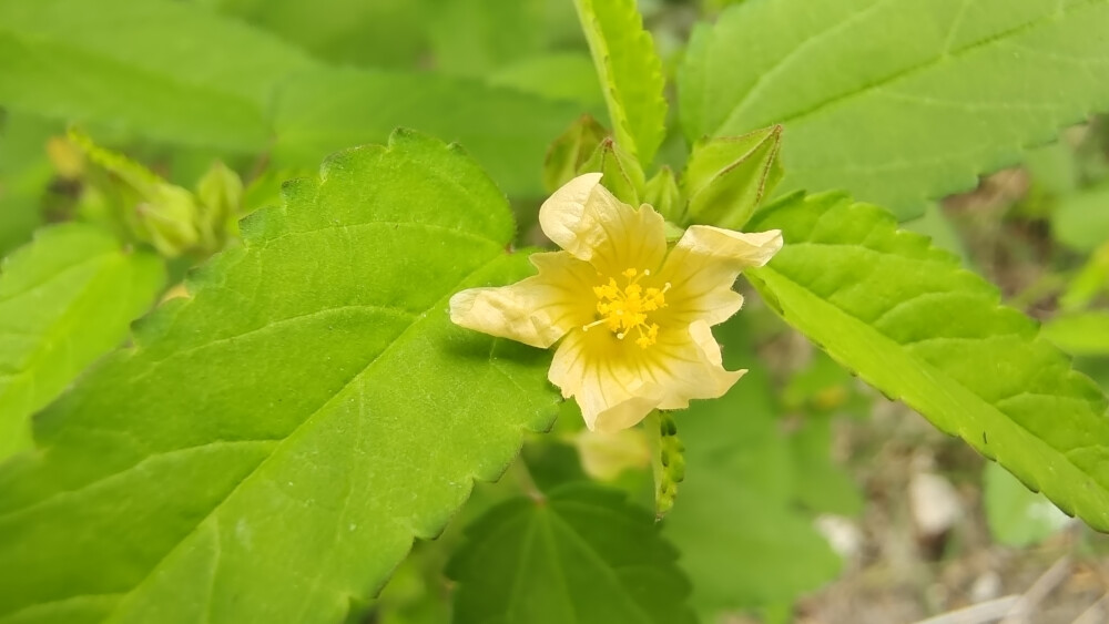 小花也可爱:"黄花棯"欣赏