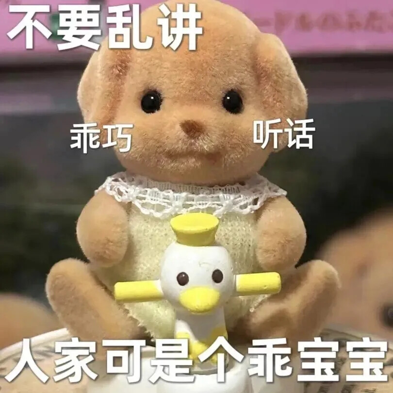 森贝儿 泰迪犬