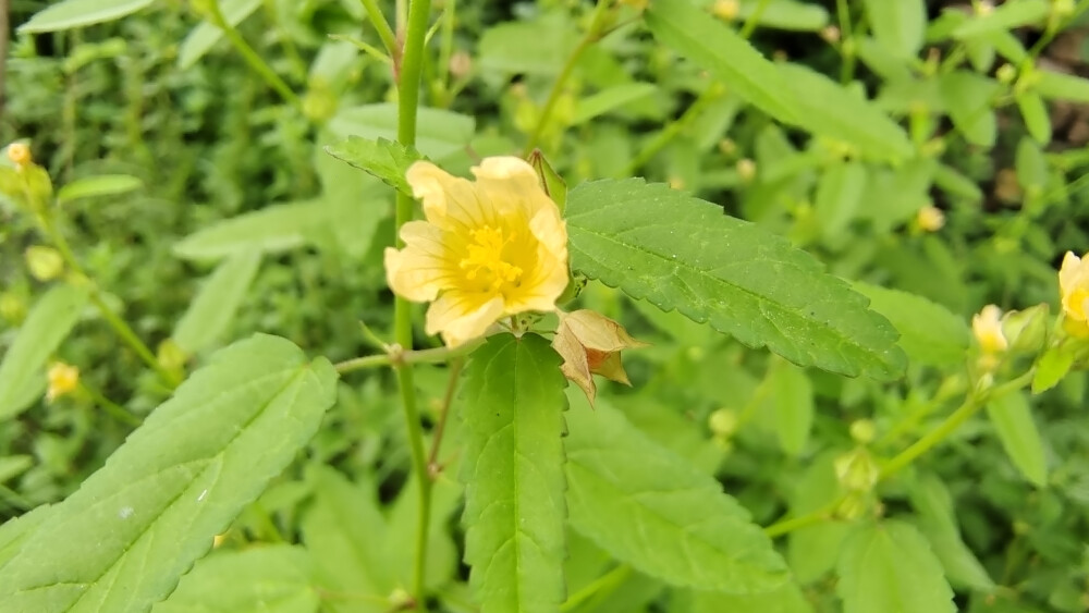 小花也可爱:"黄花棯"欣赏