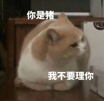 土味情话 小猫咪