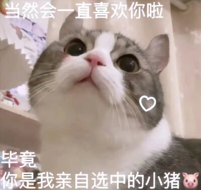 土味情话 小猫咪